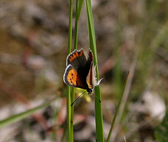 Lycaena phlaeas