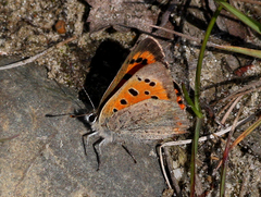 Lycaena phlaeas