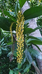 Lophanthera lactescens