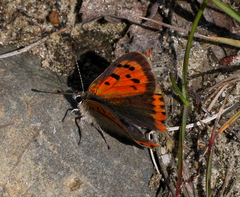 Lycaena phlaeas