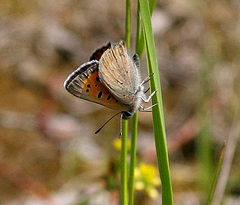 Lycaena phlaeas