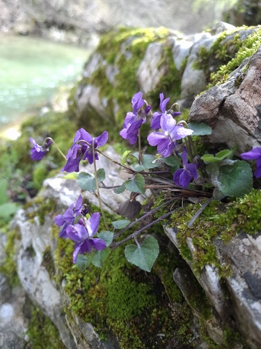 Viola alba alba