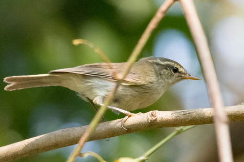 Yellow-streaked Warbler (Phylloscopus armandii), photo 6