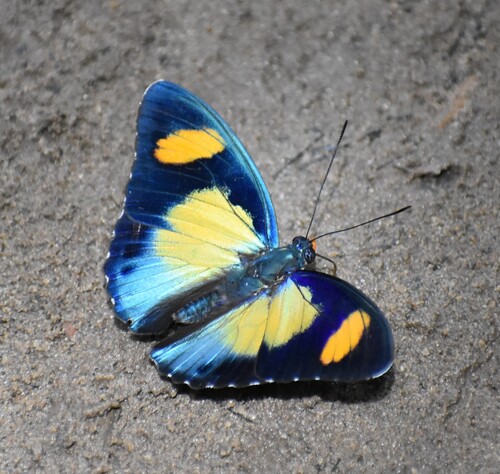 Euphaedra janetta janetta