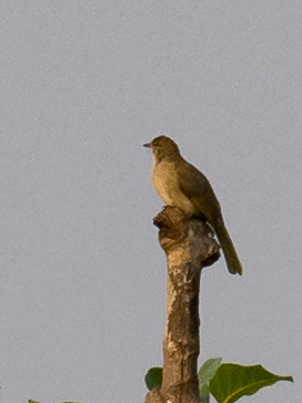 Ayeyarwady Bulbul (Pycnonotus blanfordi)