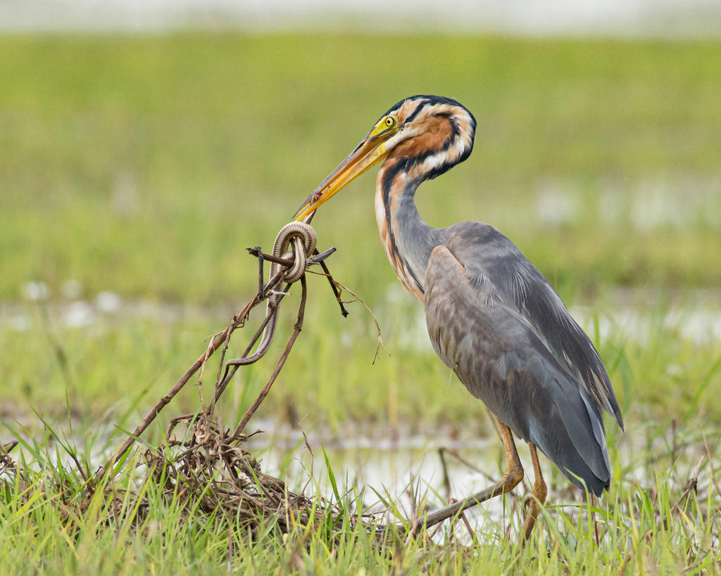 Purple Heron