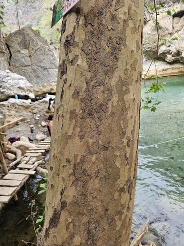 Platanus mexicana