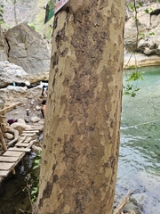 Platanus mexicana
