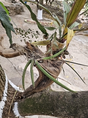 Trichocentrum biorbiculare