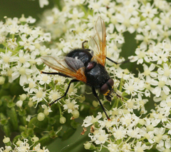 Mesembrina meridiana