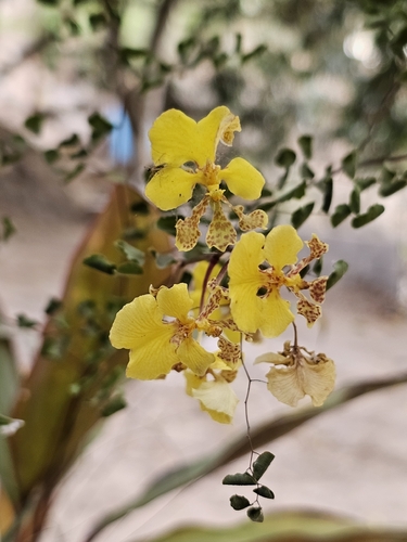 Trichocentrum biorbiculare, photograph 2