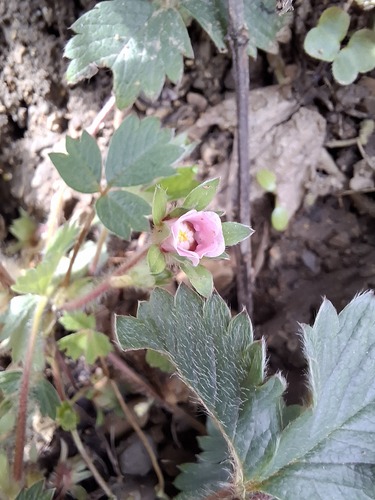 Pink Barren-strawberry