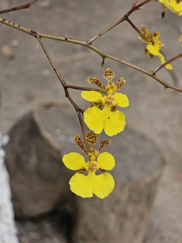 Trichocentrum biorbiculare, photograph 3