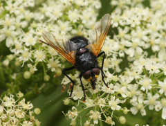 Mesembrina meridiana