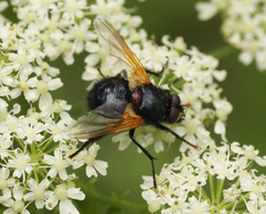 Mesembrina meridiana