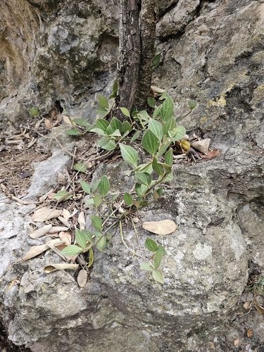 Peperomia angustata (Peperomia angustata)