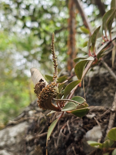 Peperomia angustata (Peperomia angustata)