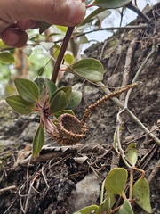 Peperomia angustata, photograph (c) Erick Vélez Sánchez, some rights reserved (CC BY)