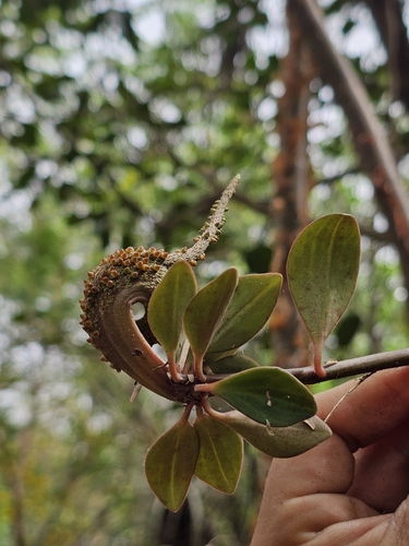 Peperomia angustata, photograph 6
