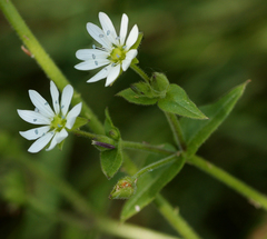 Stellaria aquatica
