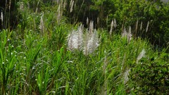 Saccharum officinarum