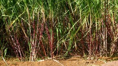 Saccharum officinarum