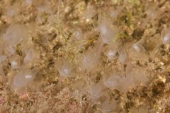 Phoronis