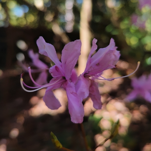 Rhododendron dilatatum, photograph 3