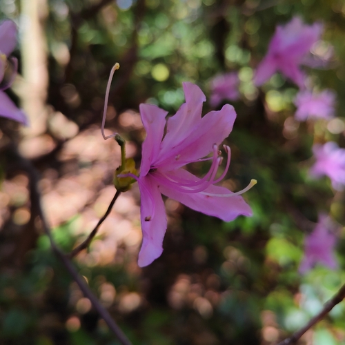 Rhododendron dilatatum, photograph 4