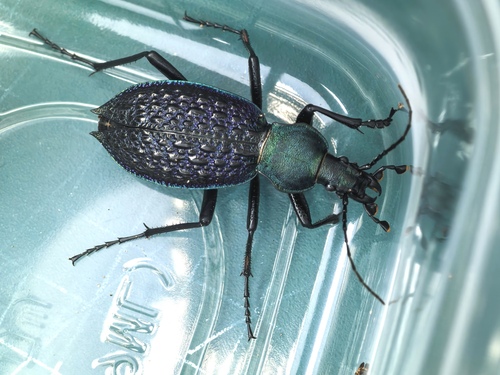 Carabus lafossei