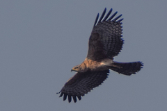 Pernis ptilorhynchus