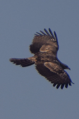 Pernis ptilorhynchus