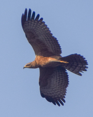 Pernis ptilorhynchus