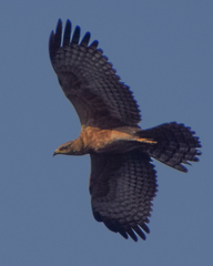 Pernis ptilorhynchus