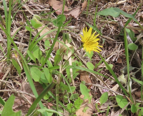 Ixeris japonica (Ixeris japonica)