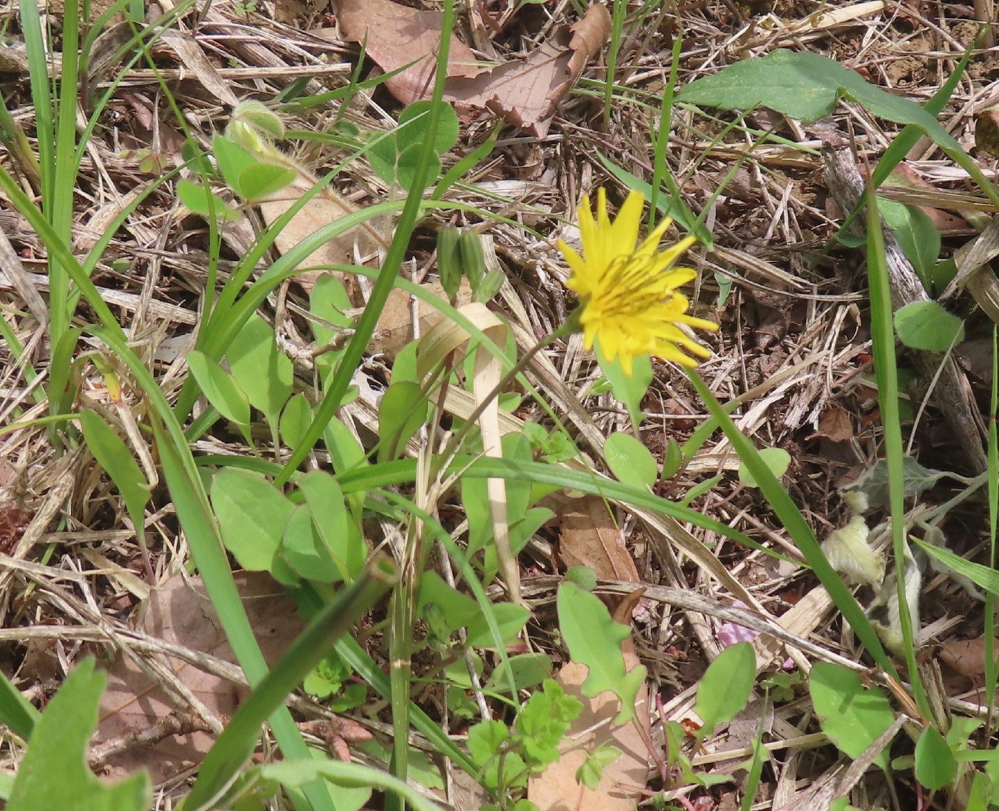 Ixeris Japonica (Ixeris japonica)