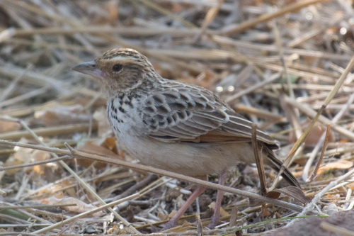 Burmese Bush Lark (Plocealauda microptera), photo 8