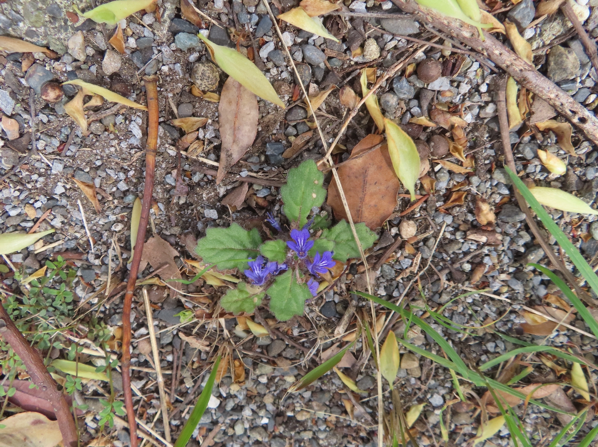 Decumbent Bugle (Ajuga decumbens)