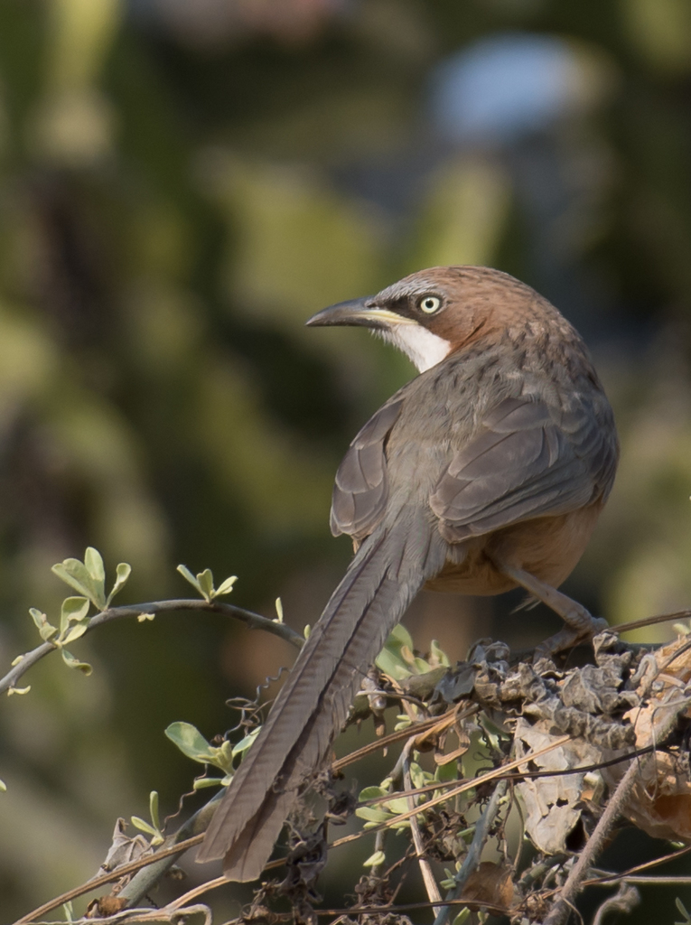 White-throated Babbler photo