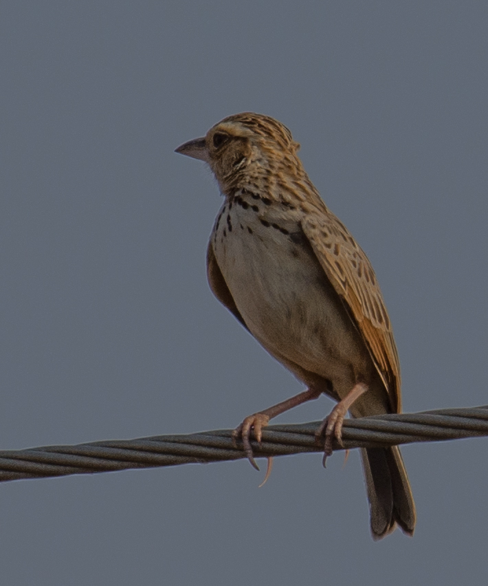 Burmese Bushlark illustration