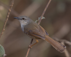 Prinia rufescens