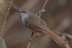 Prinia rufescens