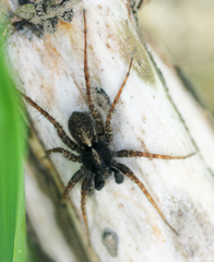 Pardosa