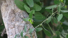 Cocculus pendulus
