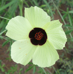 Hibiscus caesius