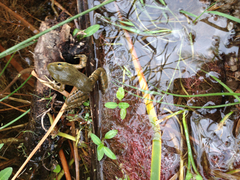 Lithobates tarahumarae