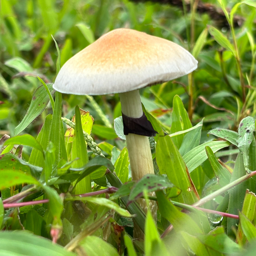 Psilocybe cubensis · April 2026 · photo: © crawfordaj (iNaturalist, cc0)