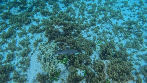 Triaenodon obesus