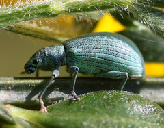 Polydrusus planifrons