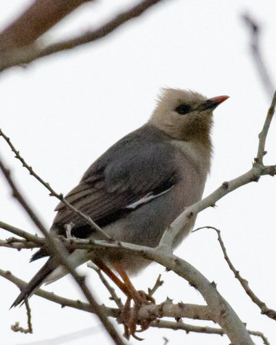 Burmese Myna (Acridotheres burmannicus), photo 9